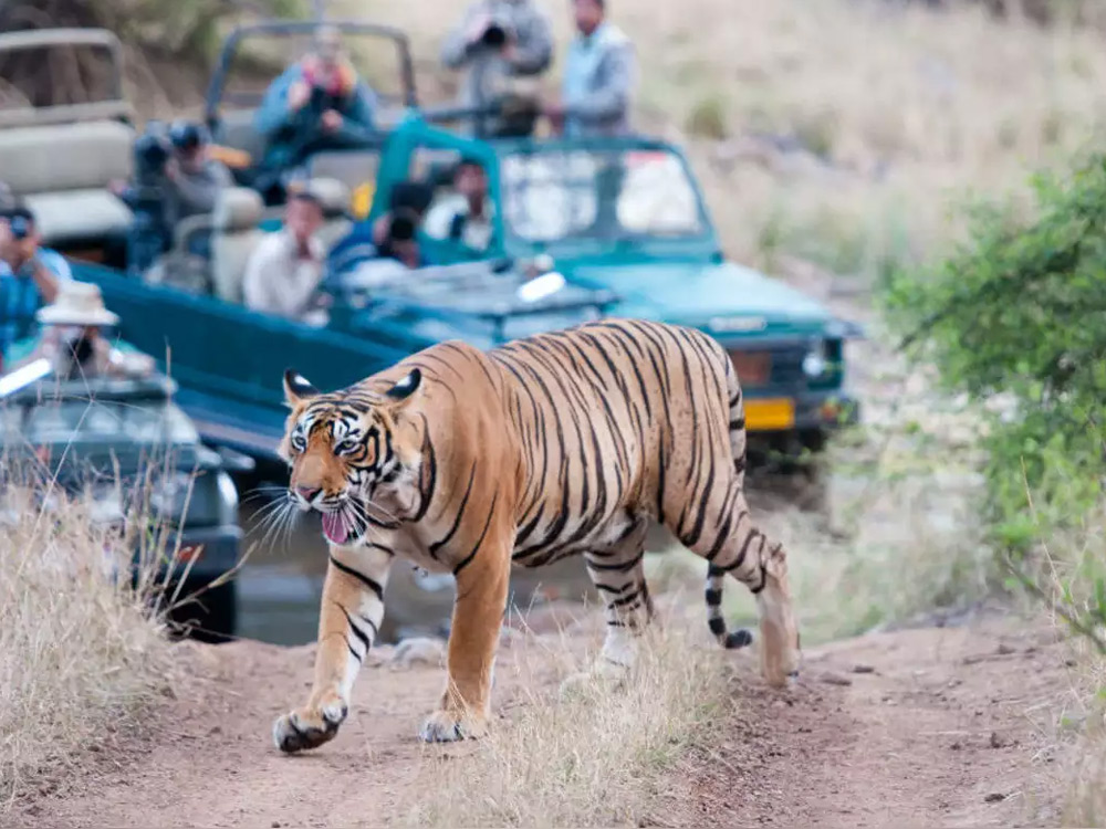 Rantambore Tour Package